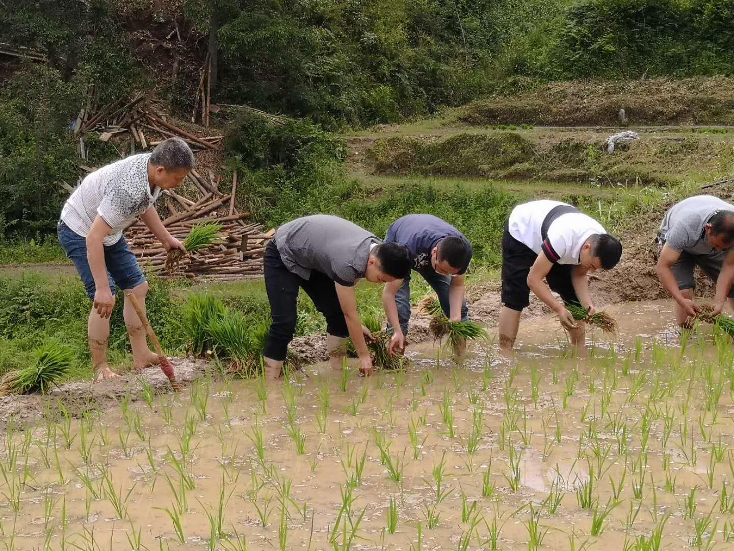 5.29插秧 (2).jpg