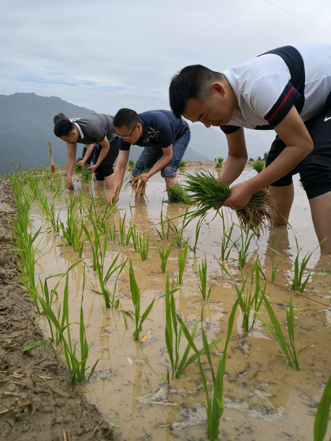 5.29插秧 (1).jpg